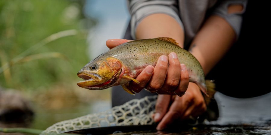 lose-up of a freshly caught cutthroat trout being gently held above the water during an Idaho fly fishing trip.