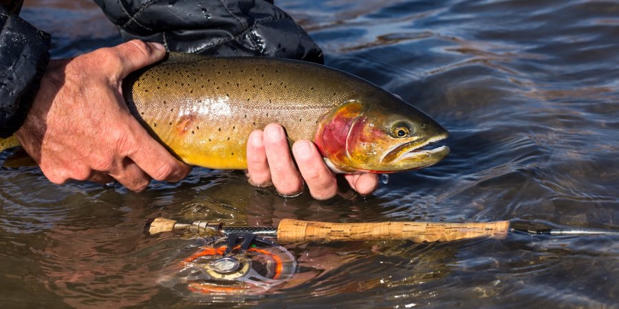 Fly fisherman in Coeur d’Alene holding a brown trout while standing in a calm river with autumn trees in the background.