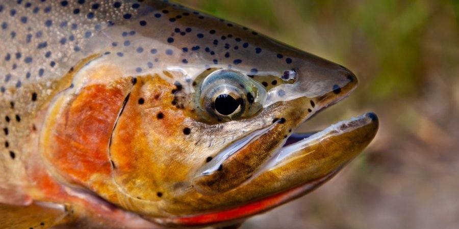 Close-up of a colorful trout’s head caught in the St. Joe River, showcasing its vibrant red and gold markings.