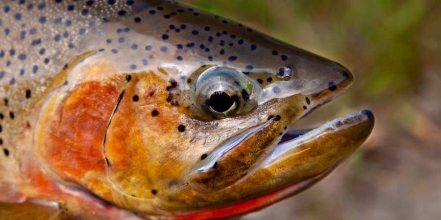 Close-up of a colorful Westslope cutthroat trout’s head showing vivid orange and gold markings.
