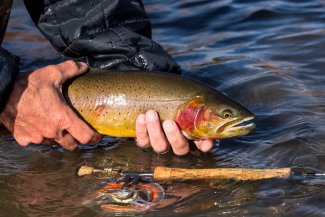 cutthroat trout in the coeur dalene river