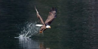 bald eagle fishing in idaho